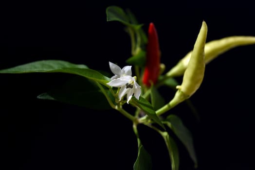 Chili pepperoni is a hot herb plant and is used in the kitchen for seasoning. Chili pepperoni is a hot herb plant and is used in the kitchen for seasoning.