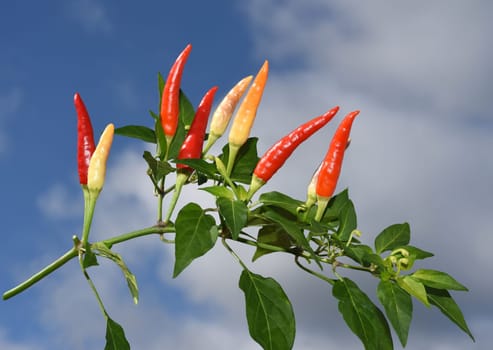 Chili pepperoni is a hot herb plant and is used in the kitchen for seasoning. Chili pepperoni is a hot herb plant and is used in the kitchen for seasoning.