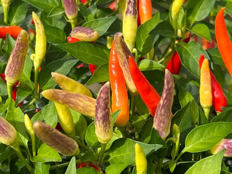 Chili pepperoni is a hot herb plant and is used in the kitchen for seasoning. Chili pepperoni is a hot herb plant and is used in the kitchen for seasoning.