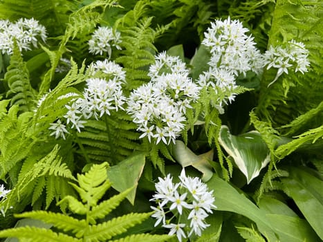Baerlauch is an important wild herb and medicinal plant that has a garlic scent with white flowers. It has several poisonous binaries,such as valley bucks,autumn crocuses,arum sticks. wild garlic is an important herb and medicinal plant that has a garlic scent with white flowers. It has several poisonous doppelgangers,(double runner) such as lily of the valley,autumn crocus and arum.