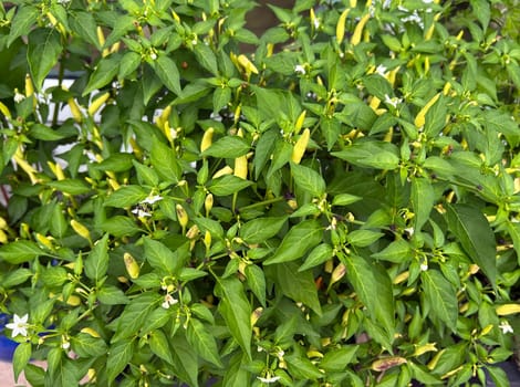 Chili pepperoni is a hot herb plant and is used in the kitchen for seasoning. Chili pepperoni is a hot herb plant and is used in the kitchen for seasoning.