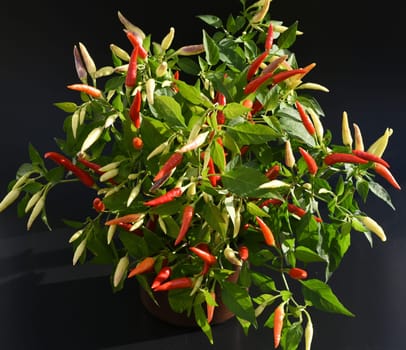 Chili pepperoni is a hot herb plant and is used in the kitchen for seasoning. Chili pepperoni is a hot herb plant and is used in the kitchen for seasoning.