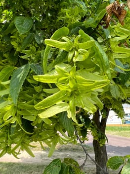 Hornbeam,Carpinus,betulus,is a deciduous tree that is often found in our forests.  It is a mighty tree and its wood is an important source of timber. Hornbeam,Carpinus,betulus,is a deciduous tree that is often found in our forests. It is a mighty tree and its wood is an important source of timber