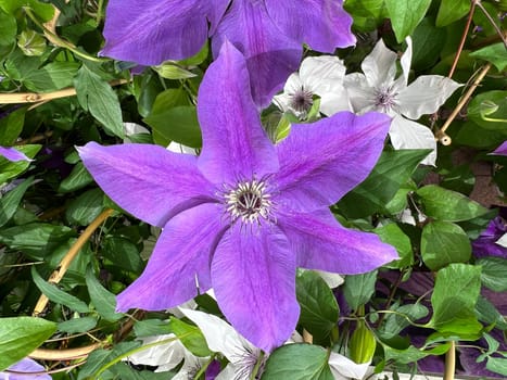 Clematis,The President,clematis hybrid,is a beautiful climbing plant with blue,flowers. Clematis,The President,Clematis Hybrid,is a beautiful climber with blue,flowers.