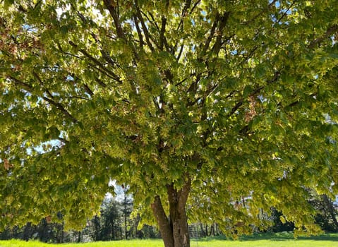 Hornbeam,Carpinus,betulus,is a deciduous tree that is often found in our forests.  It is a mighty tree and its wood is an important source of timber. Hornbeam,Carpinus,betulus,is a deciduous tree that is often found in our forests. It is a mighty tree and its wood is an important source of timber