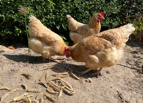 Chickens are egg-laying useful pets. Chickens are egg-laying useful pets