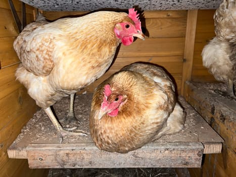Chickens are egg-laying useful pets. Chickens are egg-laying useful pets