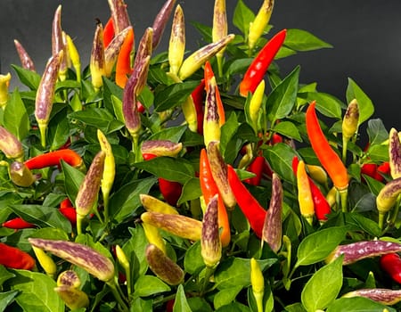 Chili pepperoni is a hot herb plant and is used in the kitchen for seasoning. Chili pepperoni is a hot herb plant and is used in the kitchen for seasoning.