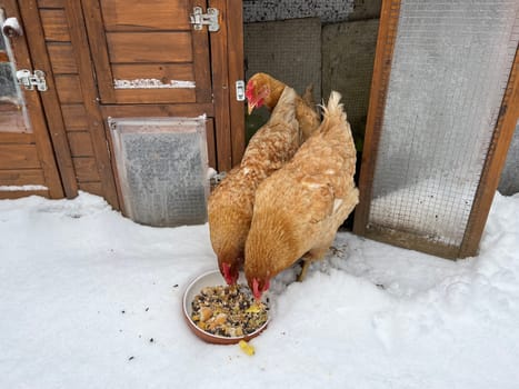 Chickens are egg-laying useful pets. Chickens are egg-laying useful pets