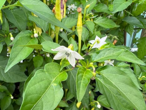 Chili pepperoni is a hot herb plant and is used in the kitchen for seasoning. Chili pepperoni is a hot herb plant and is used in the kitchen for seasoning.