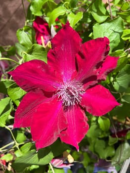 Clematis,Boulevard,clematis hybrid,is a beautiful climbing plant with red flowers. Clematis,Boulevard,Clematis Hybrid,is a beautiful climber with red flowers.