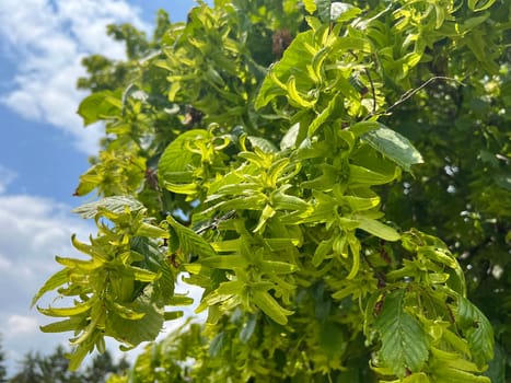 Hornbeam,Carpinus,betulus,is a deciduous tree that is often found in our forests.  It is a mighty tree and its wood is an important source of timber. Hornbeam,Carpinus,betulus,is a deciduous tree that is often found in our forests. It is a mighty tree and its wood is an important source of timber