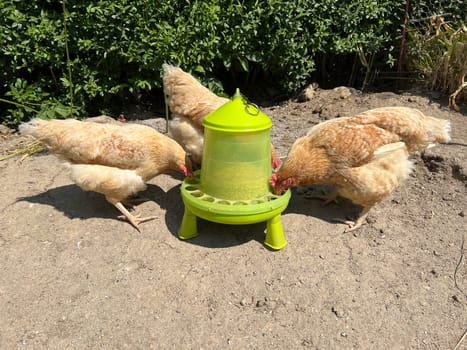 Chickens are egg-laying useful pets. Chickens are egg-laying useful pets