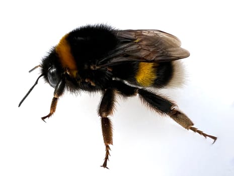 Bumblebees,Bombus is an important insect for the exercise of plants. Bumblebee,Bombus is an important insect for pollinating plants.