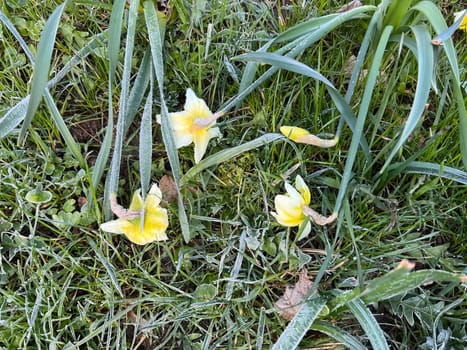 Daffodils are very attractive early bloomers with predominantly yellow flowers. Daffodils are very attractive early bloomers with predominantly yellow flowers.
