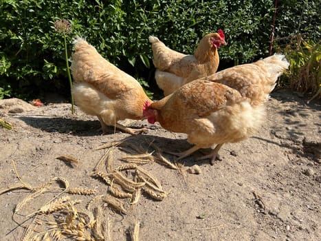 Chickens are egg-laying useful pets. Chickens are egg-laying useful pets
