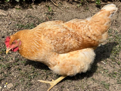 Chickens are egg-laying useful pets. Chickens are egg-laying useful pets