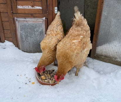 Chickens are egg-laying useful pets. Chickens are egg-laying useful pets