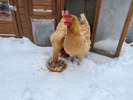 Chickens are egg-laying useful pets. Chickens are egg-laying useful pets