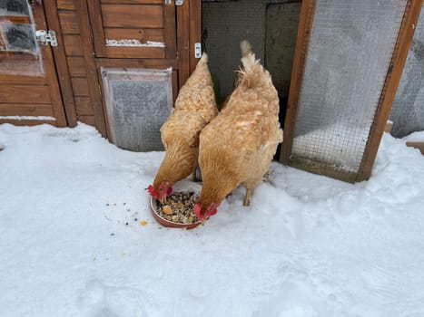 Chickens are egg-laying useful pets. Chickens are egg-laying useful pets