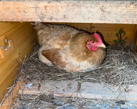 Chickens are egg-laying useful pets. Chickens are egg-laying useful pets