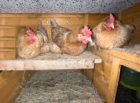 Chickens are egg-laying useful pets. Chickens are egg-laying useful pets