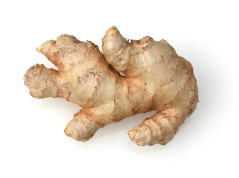 Ginger,Zingiber officinale is a sued fruit that is used as a seasoning and as a medicinal plant. Ginger,Zingiber officinale,is a southern fruit that is used as a condiment and as a medicinal plant.