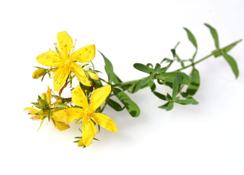 St. John's wort,Hypericum perforatum,is an important medicinal plant with yellow flowers and is used in medicine. It is a wild and arable plant. St. John's wort,Hypericum perforatum,is an important medicinal plant with yellow flowers and is used in medicine. It is a wild and arable plant.