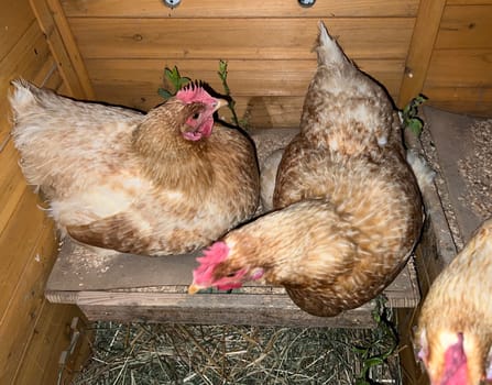 Chickens are egg-laying useful pets. Chickens are egg-laying useful pets