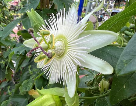 Passionflower,Passiflora,caerulea is a climbing and medicinal plant with beautiful blue flowers. Passion flower,Passiflora,caerulea is a climbing and medicinal plant with beautiful blue flowers.