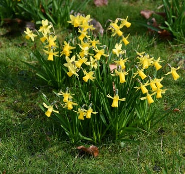 Daffodils are very attractive early bloomers with predominantly yellow flowers. Daffodils are very attractive early bloomers with predominantly yellow flowers.
