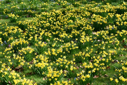 Daffodils are very attractive early bloomers with predominantly yellow flowers. Daffodils are very attractive early bloomers with predominantly yellow flowers.