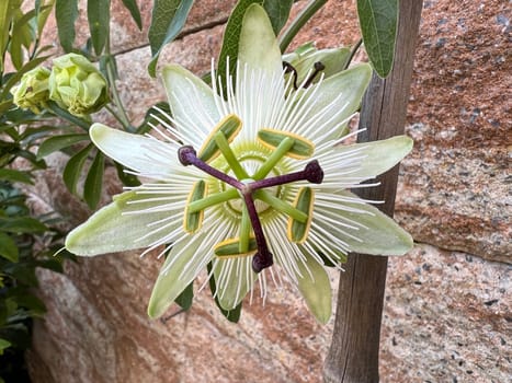 Passionflower,Passiflora,caerulea is a climbing and medicinal plant with beautiful blue flowers. Passion flower,Passiflora,caerulea is a climbing and medicinal plant with beautiful blue flowers.