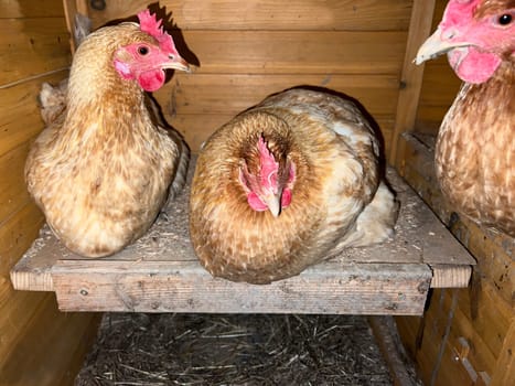Chickens are egg-laying useful pets. Chickens are egg-laying useful pets