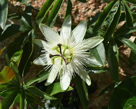 Passionflower,Passiflora,caerulea is a climbing and medicinal plant with beautiful blue flowers. Passion flower,Passiflora,caerulea is a climbing and medicinal plant with beautiful blue flowers.