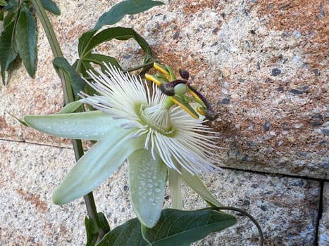 Passionflower,Passiflora,caerulea is a climbing and medicinal plant with beautiful blue flowers. Passion flower,Passiflora,caerulea is a climbing and medicinal plant with beautiful blue flowers.