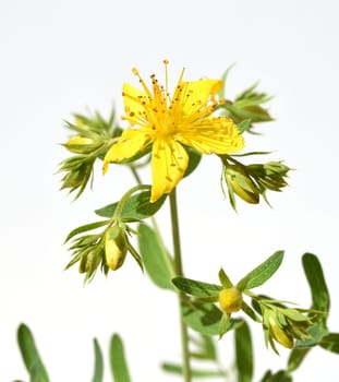 St. John's wort,Hypericum perforatum,is an important medicinal plant with yellow flowers and is used in medicine. It is a wild and arable plant. St. John's wort,Hypericum perforatum,is an important medicinal plant with yellow flowers and is used in medicine. It is a wild and arable plant.
