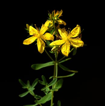 St. John's wort,Hypericum perforatum,is an important medicinal plant with yellow flowers and is used in medicine. It is a wild and arable plant. St. John's wort,Hypericum perforatum,is an important medicinal plant with yellow flowers and is used in medicine. It is a wild and arable plant.