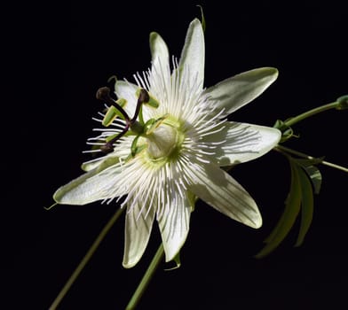Passionflower,Passiflora,caerulea is a climbing and medicinal plant with beautiful blue flowers. Passion flower,Passiflora,caerulea is a climbing and medicinal plant with beautiful blue flowers.