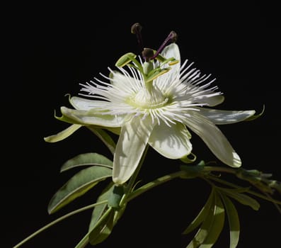Passionflower,Passiflora,caerulea is a climbing and medicinal plant with beautiful blue flowers. Passion flower,Passiflora,caerulea is a climbing and medicinal plant with beautiful blue flowers.