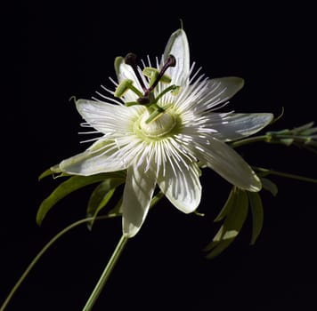 Passionflower,Passiflora,caerulea is a climbing and medicinal plant with beautiful blue flowers. Passion flower,Passiflora,caerulea is a climbing and medicinal plant with beautiful blue flowers.