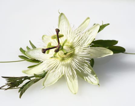 Passionflower,Passiflora,caerulea is a climbing and medicinal plant with beautiful blue flowers. Passion flower,Passiflora,caerulea is a climbing and medicinal plant with beautiful blue flowers.