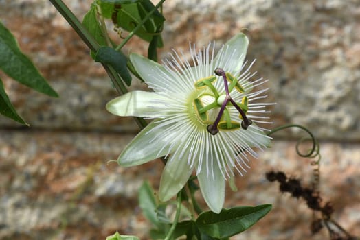 Passionflower,Passiflora,caerulea is a climbing and medicinal plant with beautiful blue flowers. Passion flower,Passiflora,caerulea is a climbing and medicinal plant with beautiful blue flowers.