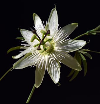 Passionflower,Passiflora,caerulea is a climbing and medicinal plant with beautiful blue flowers. Passion flower,Passiflora,caerulea is a climbing and medicinal plant with beautiful blue flowers.