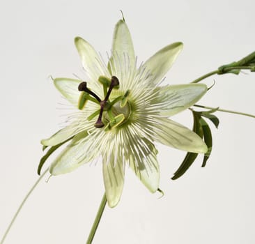 Passionflower,Passiflora,caerulea is a climbing and medicinal plant with beautiful blue flowers. Passion flower,Passiflora,caerulea is a climbing and medicinal plant with beautiful blue flowers.