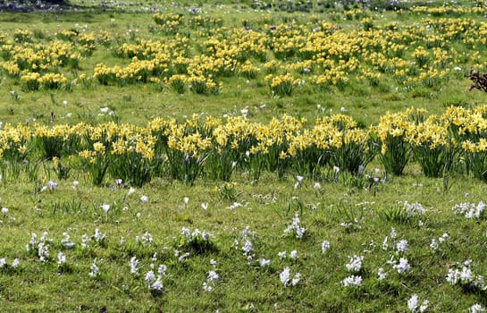 Daffodils are very attractive early bloomers with predominantly yellow flowers. Daffodils are very attractive early bloomers with predominantly yellow flowers.