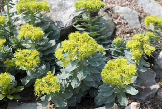 Rhodiola rosea is an important medicinal plant with yellow and pink flowers whose roots are used. Rose root,Rhodiola rosea,is an important medicinal plant with yellow and pink flowers whose roots are used.