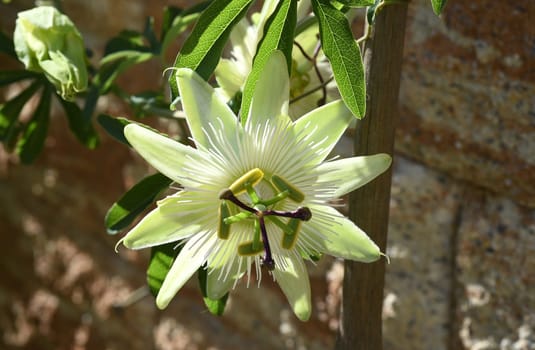 Passionflower,Passiflora,caerulea is a climbing and medicinal plant with beautiful blue flowers. Passion flower,Passiflora,caerulea is a climbing and medicinal plant with beautiful blue flowers.