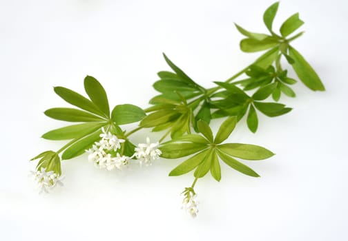 Woodruff,Galium odoratum,is a spice and medicinal plant that grows in the forest. Woodruff,Galium odoratum is a spice and medicinal plant that grows in the forest