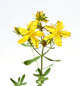 St. John's wort,Hypericum perforatum,is an important medicinal plant with yellow flowers and is used in medicine. It is a wild and arable plant. St. John's wort,Hypericum perforatum,is an important medicinal plant with yellow flowers and is used in medicine. It is a wild and arable plant.